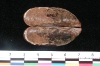 藏品(紫孔雀殼菜蛤)的圖片